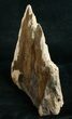 Tall Free-Standing Petrified Wood Specimen #6399-2